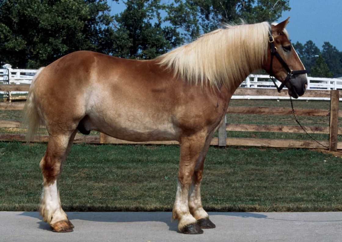 Which horse is bigger than a Clydesdale? Which horse is bigger than a Clydesdale?