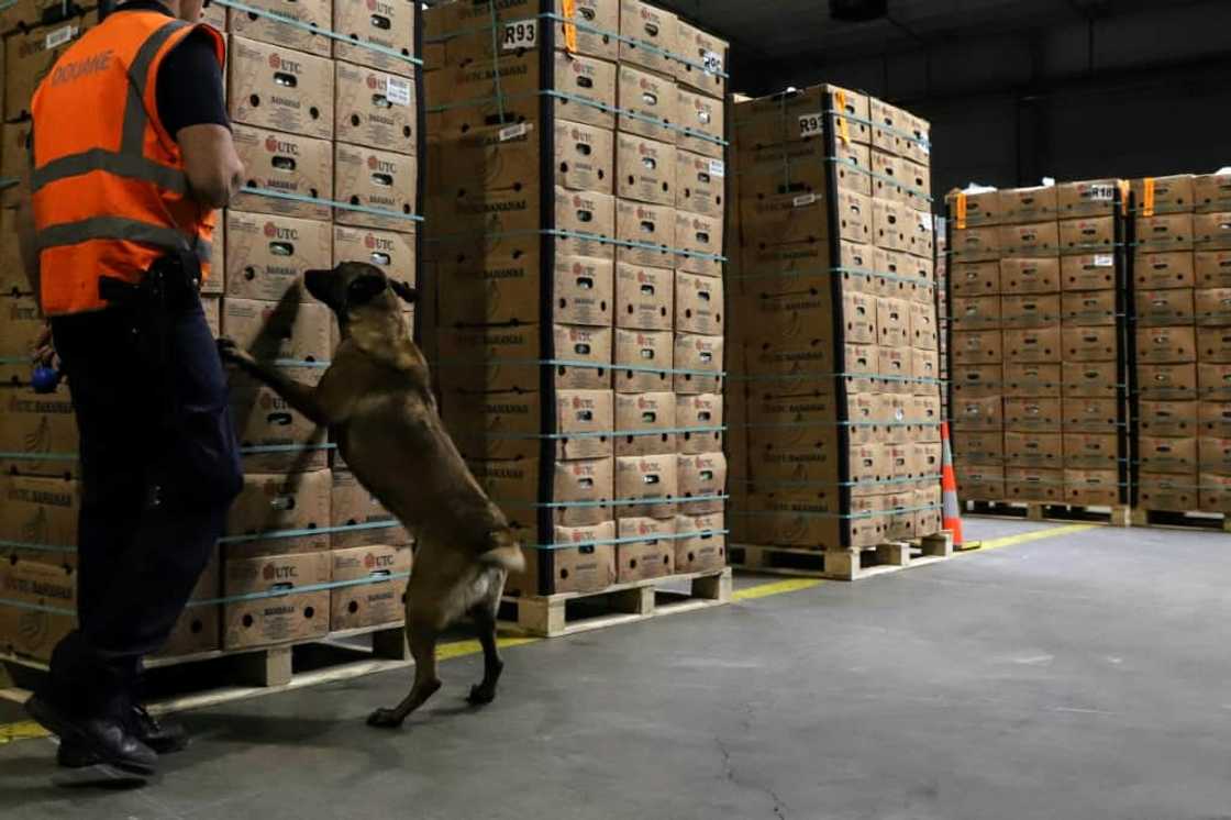 Belgian customs agents estimate they only seize around a tenth of hundreds of tonnes of cocaine arriving each year Belgian customs agents estimate they only seize around a tenth of hundreds of tonnes of cocaine arriving each year