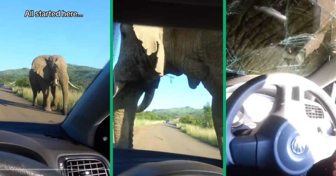 elephant shatters car windshield elephant shatters car windshield