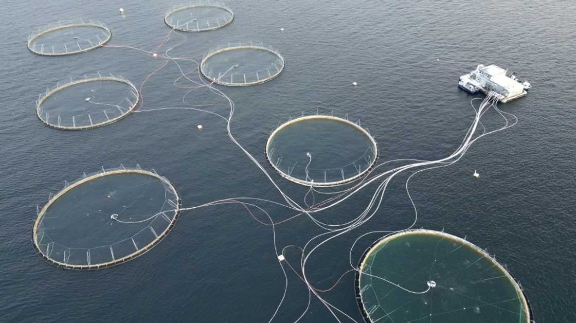 Big fish farms are under pressure to address the problem of dying salmon Big fish farms are under pressure to address the problem of dying salmon