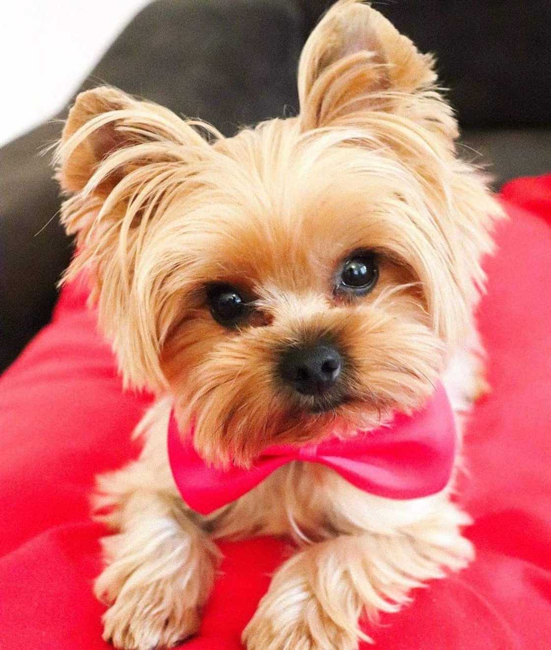 teacup dog breeds teacup dog breeds
