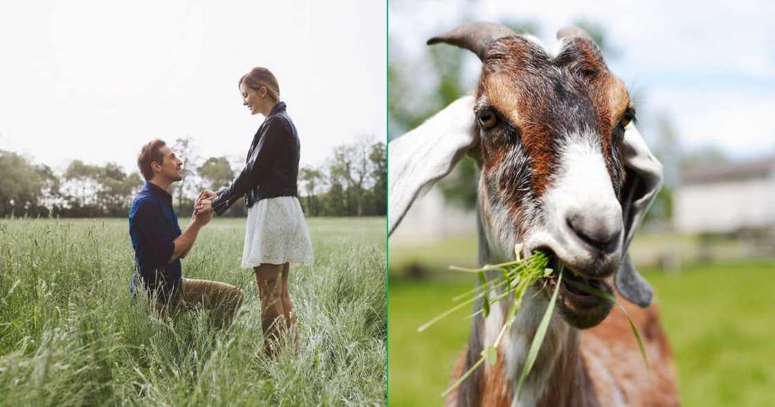 Mountain goat spoils the perfect proposal