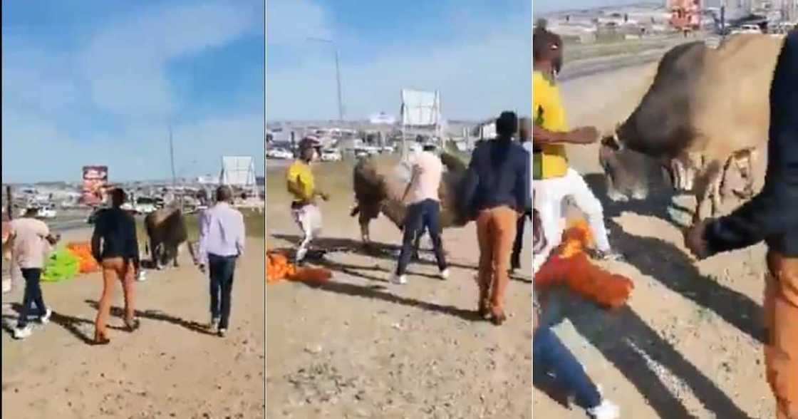 Mzansi social media users are reacting to a stubborn cow that is seen eating fruit and veg. Image: @AdvoBarryRoux/Twitter Mzansi social media users are reacting to a stubborn cow that is seen eating fruit and veg. Image: @AdvoBarryRoux/Twitter