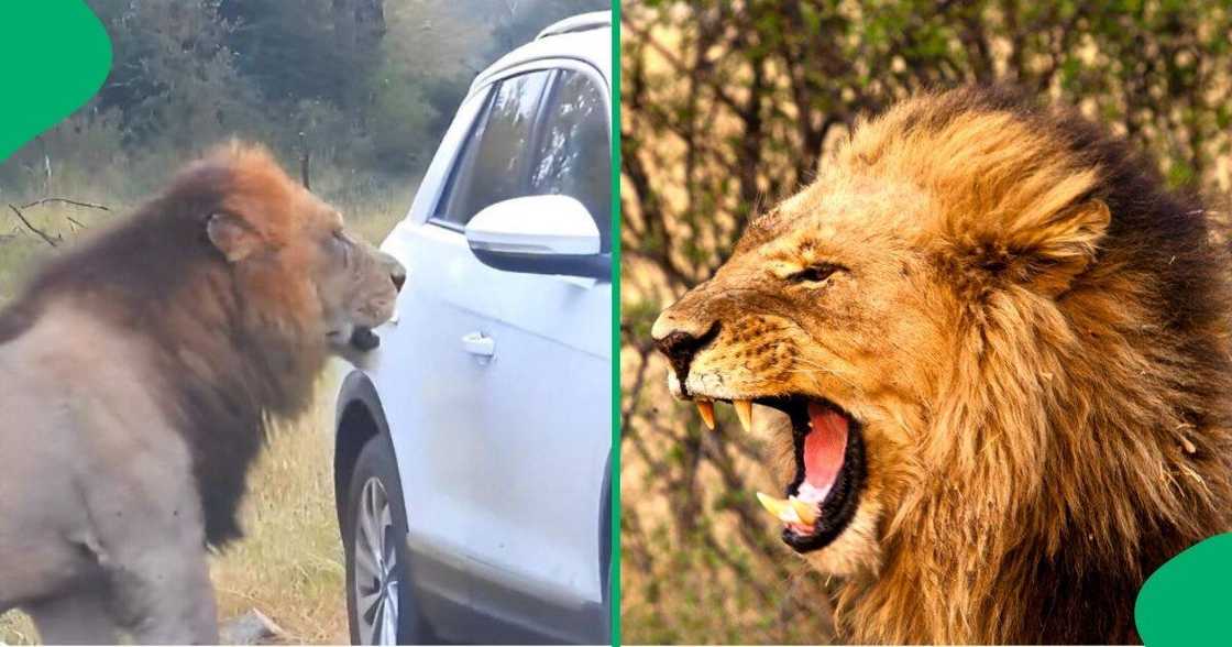 A lion barked at a car.