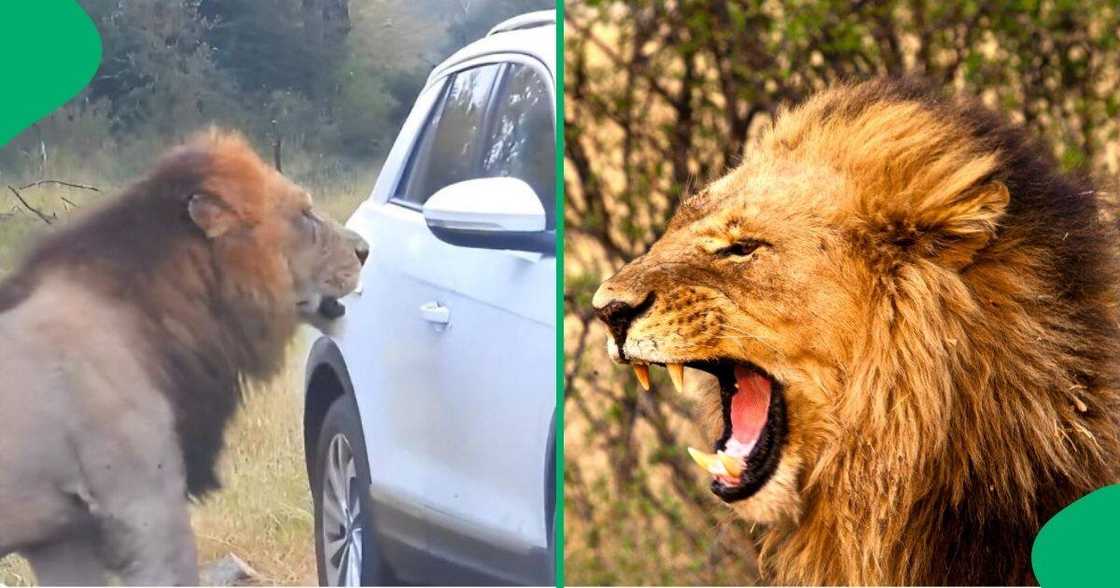 A lion barked at a car. A lion barked at a car.