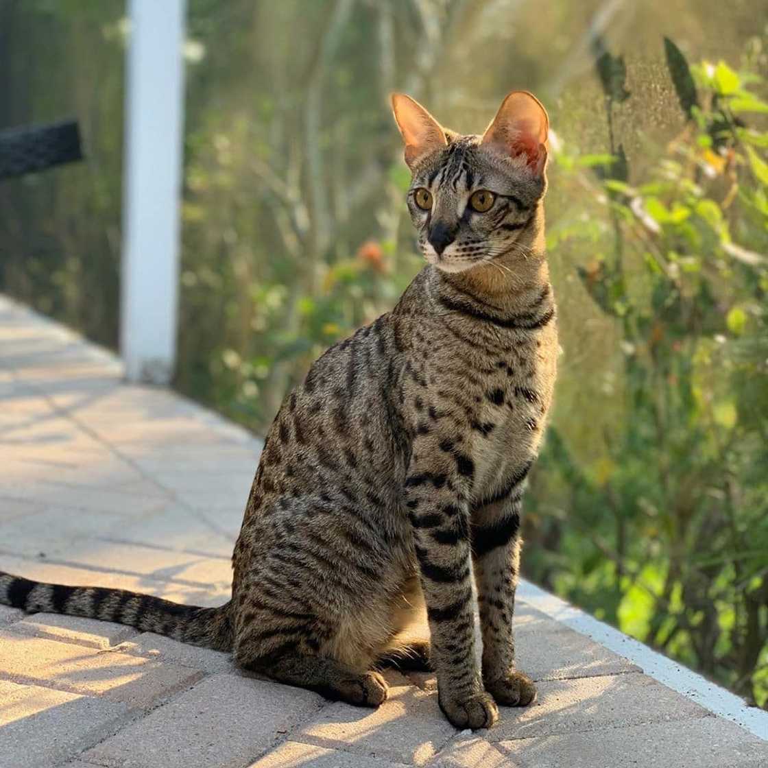 Most expensive cats prices Most expensive cats prices