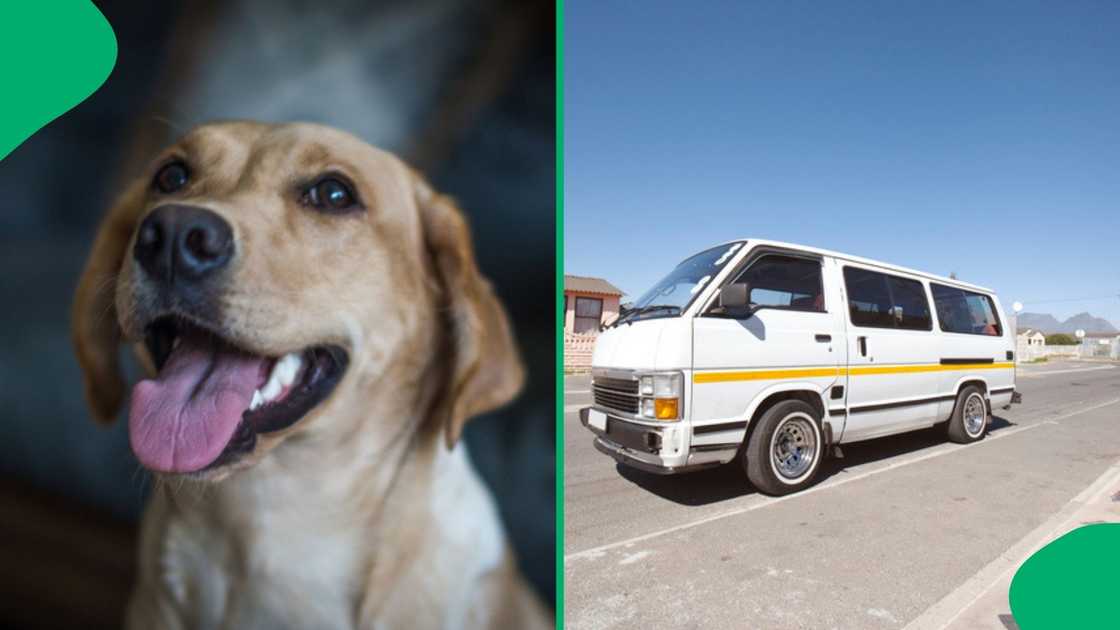 A TikTok video shows a dog in a taxi, with the owners disputing the payment for it. A TikTok video shows a dog in a taxi, with the owners disputing the payment for it.