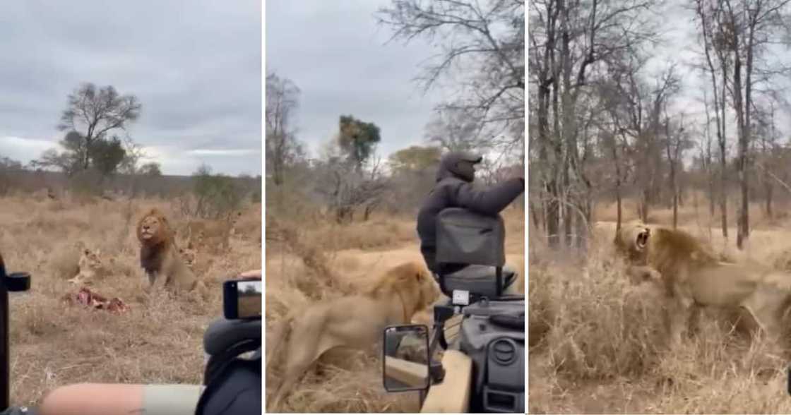 Lions, Kruger Park, Tourists, Video, Reactions Lions, Kruger Park, Tourists, Video, Reactions