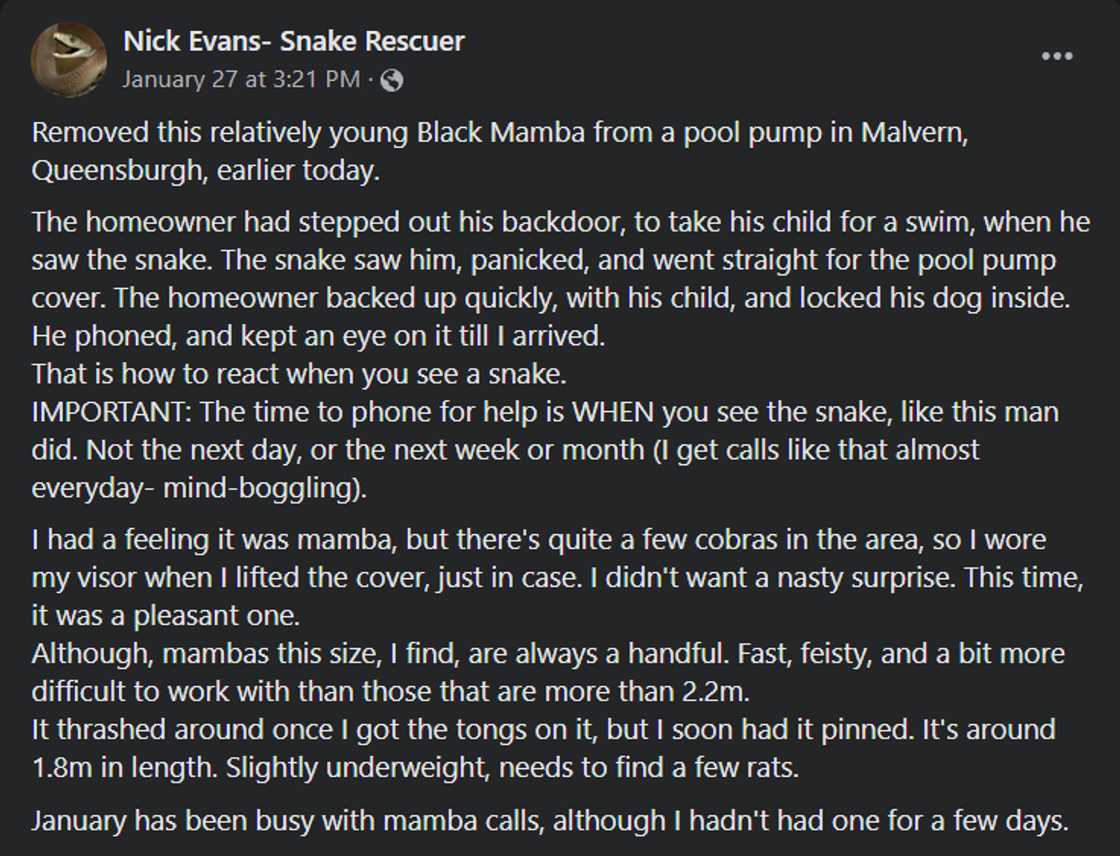 Snake catcher's facebook post on black mamba found in pool pump