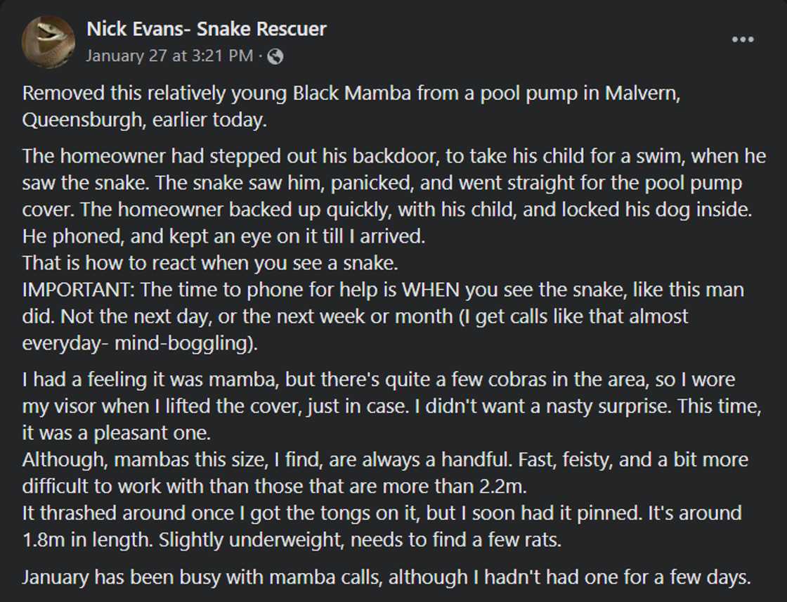 Snake catcher's facebook post on black mamba found in pool pump Snake catcher's facebook post on black mamba found in pool pump