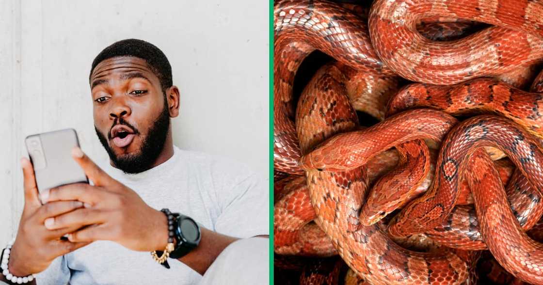 A viral video showing what allegedly was a three-headed snake spotted in Mooi River KZN has sparked debate A viral video showing what allegedly was a three-headed snake spotted in Mooi River KZN has sparked debate