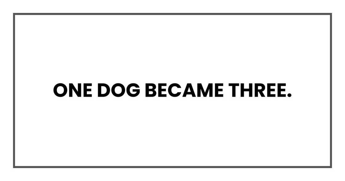 One dog became three. One dog became three.