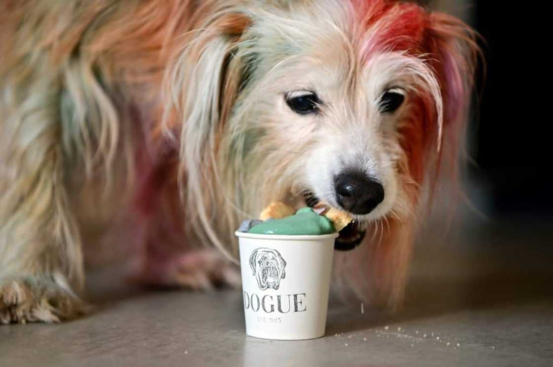 Terrier mix MJ tucks in to a dogguccino made with grass-fed pasture-raised cream infused with coconut charcoal and organic spirulina and topped with a coconut shortcrust cookie Terrier mix MJ tucks in to a dogguccino made with grass-fed pasture-raised cream infused with coconut charcoal and organic spirulina and topped with a coconut shortcrust cookie