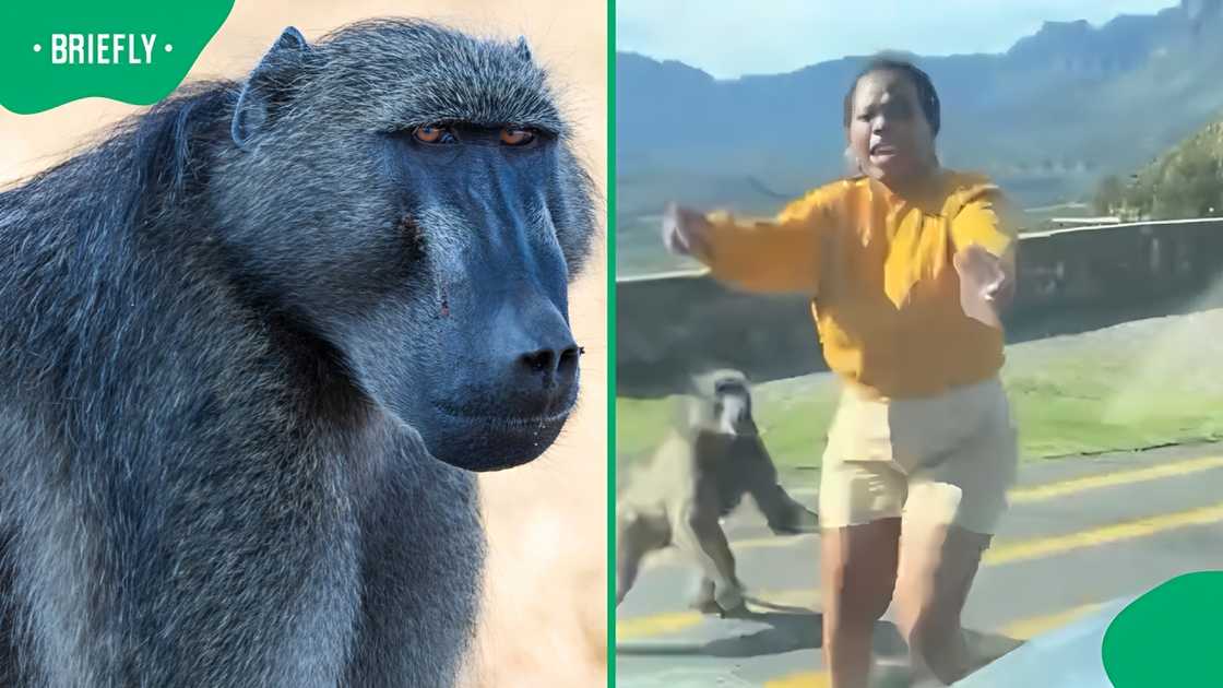 Cape Town baboon attacks German tourist