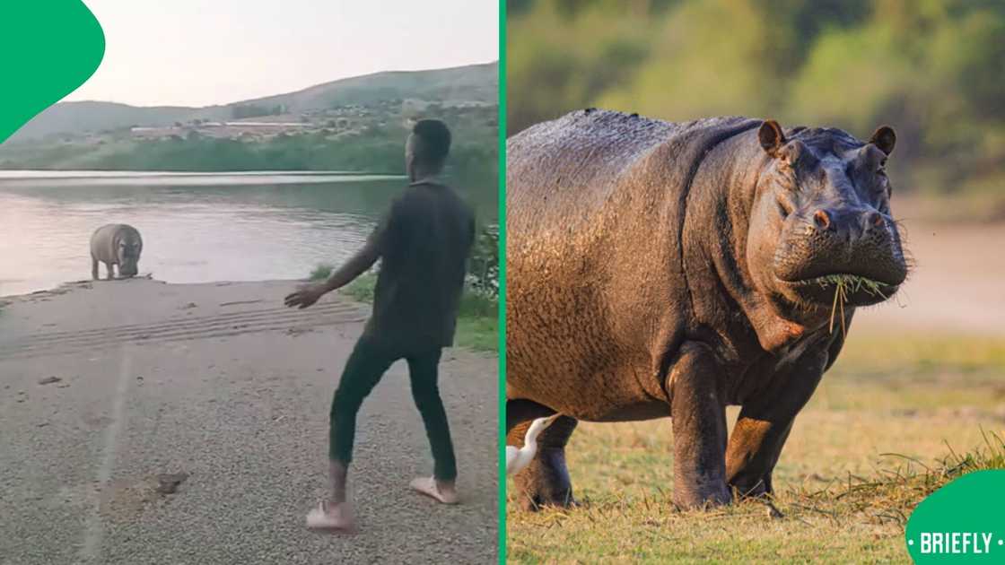 A video showcasing a man taunting a hippo left many people amused and concerned. A video showcasing a man taunting a hippo left many people amused and concerned.