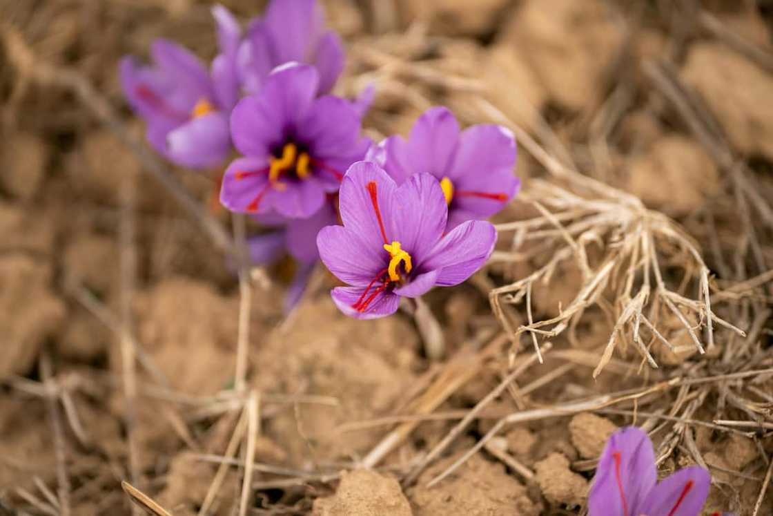 Saffron crocus plants in the soil Saffron crocus plants in the soil