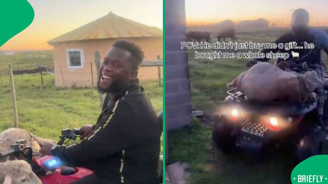 The screenshot on the right showed the sheep on a bike