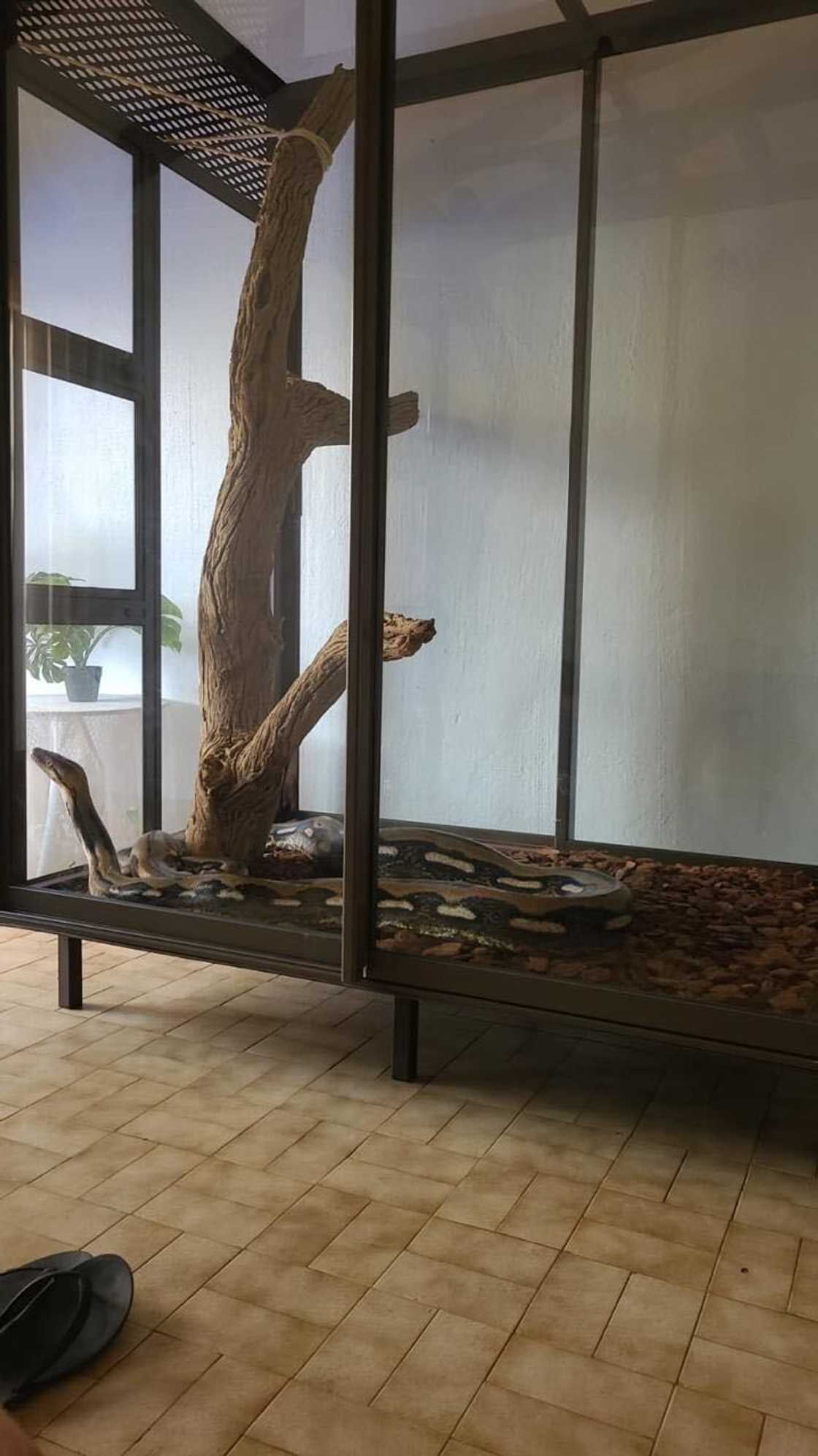 A man who works with snake advised people to call for help should they come across a snake and not harm it A man who works with snake advised people to call for help should they come across a snake and not harm it