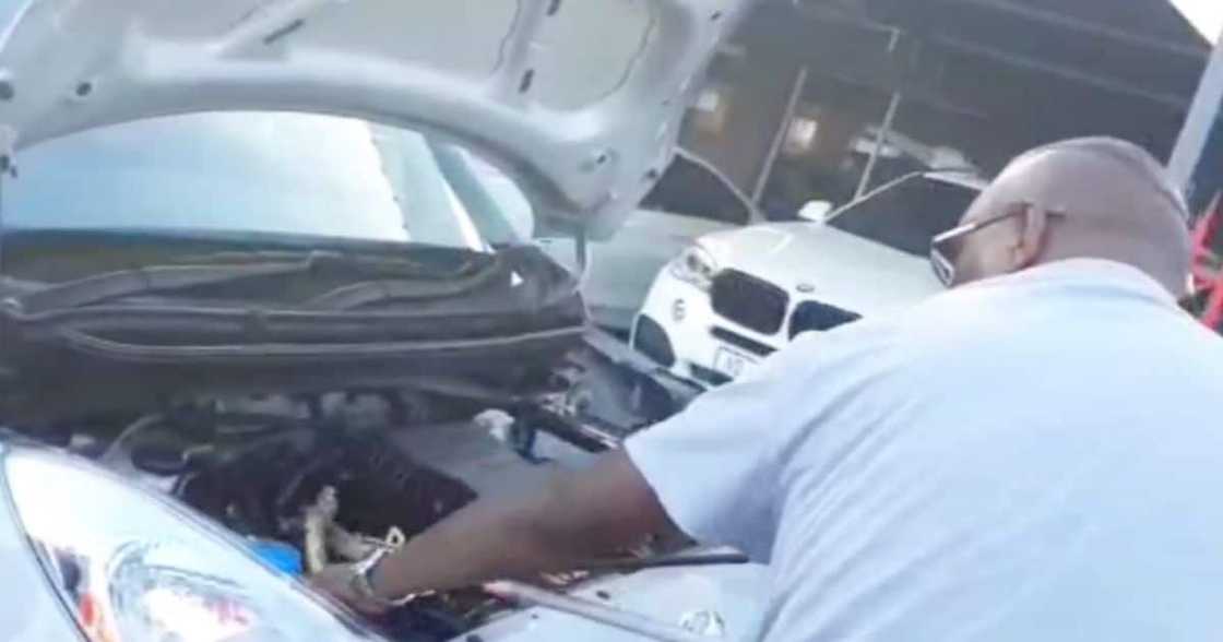 Man Finds Cape Cobra Snake Behind Car’s Radiator, Mzansi Says That’s When You Throw the Whole Car Away