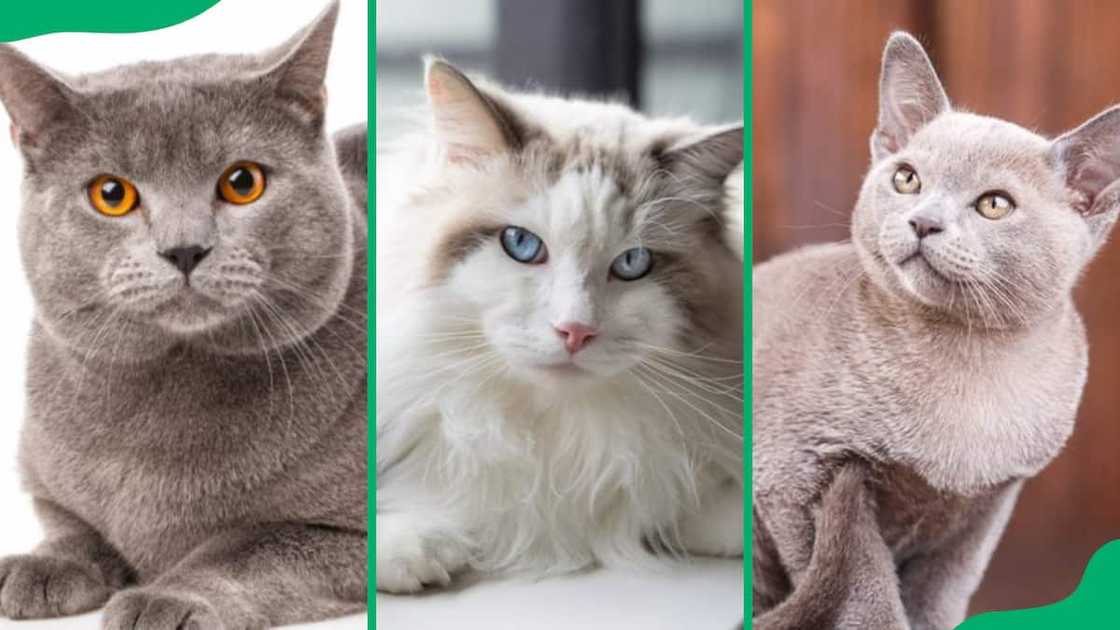 Large domestic cat breeds that you'll love to cuddle