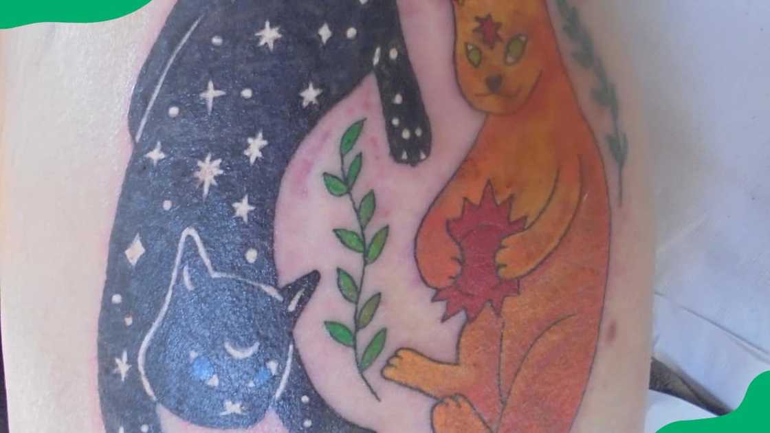 Day and night cat Day and night cat