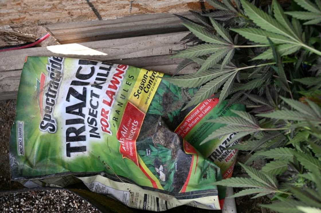 While some of the pesticides used by growers are legal, they are not intended for use on crops that will be ingested While some of the pesticides used by growers are legal, they are not intended for use on crops that will be ingested