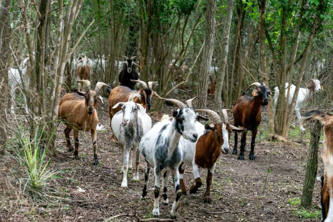 As an extra bonus, the squad have done double duty as a tourist draw, with many families in particular bringing their children to see the ruminants hard at work As an extra bonus, the squad have done double duty as a tourist draw, with many families in particular bringing their children to see the ruminants hard at work