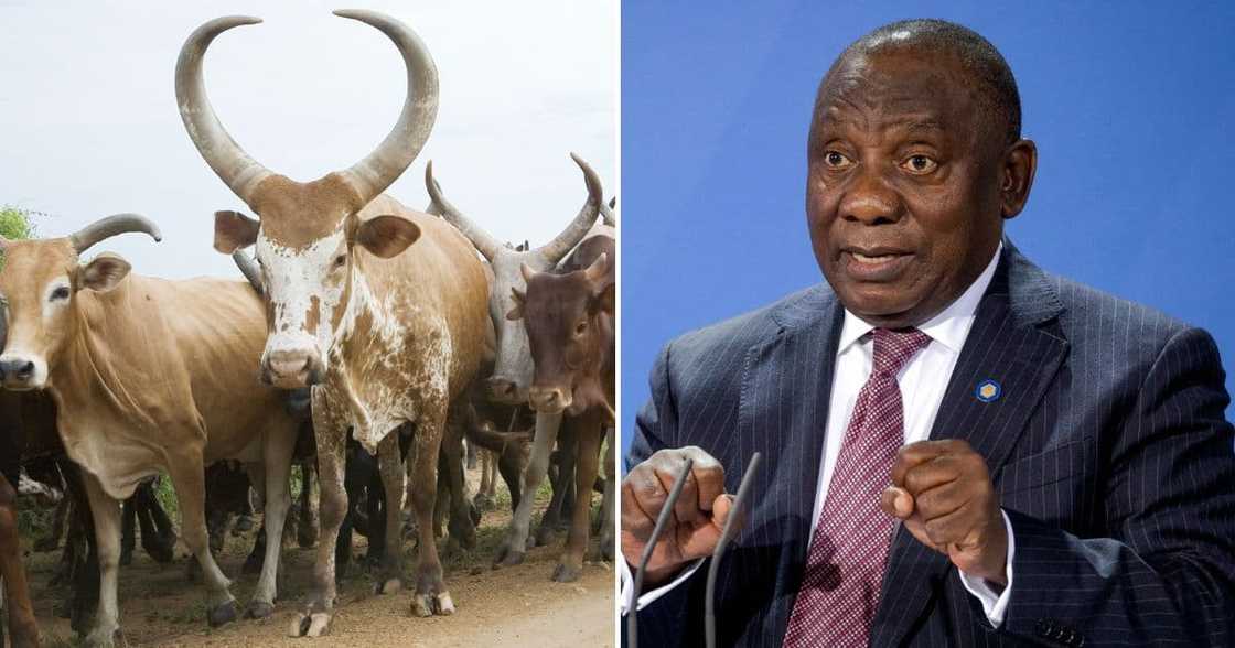 Business news, Cyril Ramaphosa, cattle, auction, Phala Phala farm, theft reports, Limpopo, Ankole cattle Business news, Cyril Ramaphosa, cattle, auction, Phala Phala farm, theft reports, Limpopo, Ankole cattle
