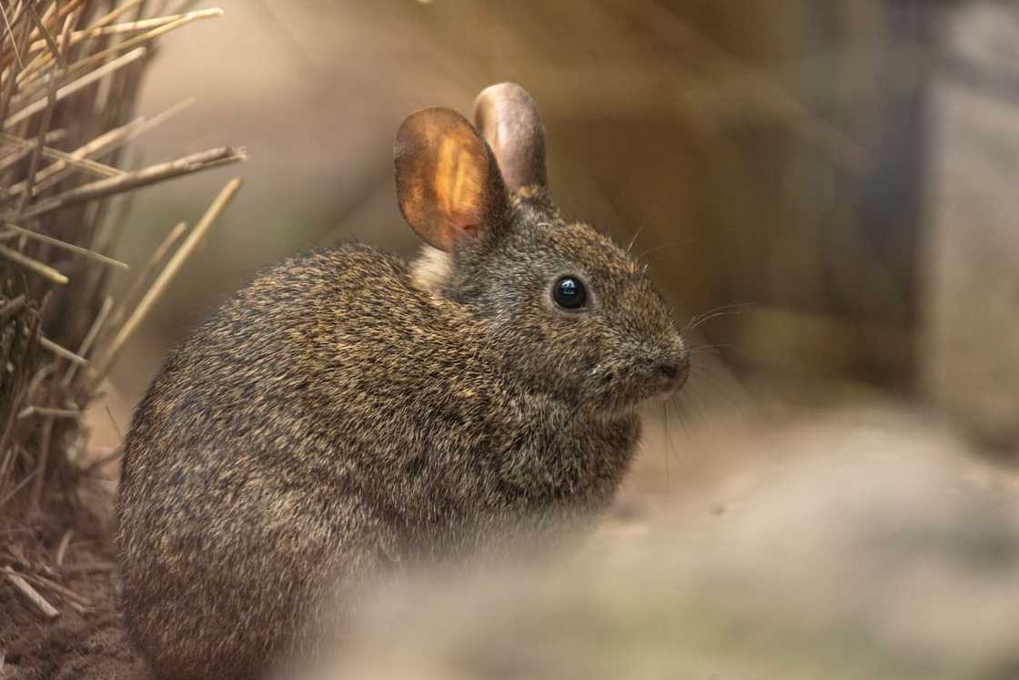 Mexican volcano rabbit