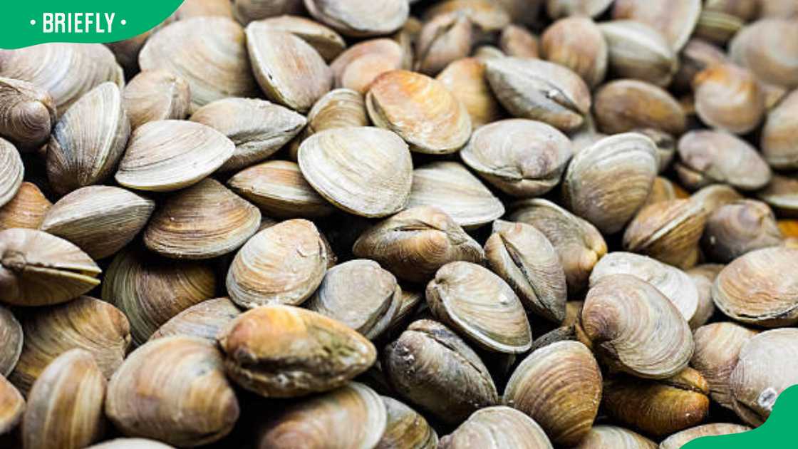 The ocean quahog clam can live for more than 500 years The ocean quahog clam can live for more than 500 years