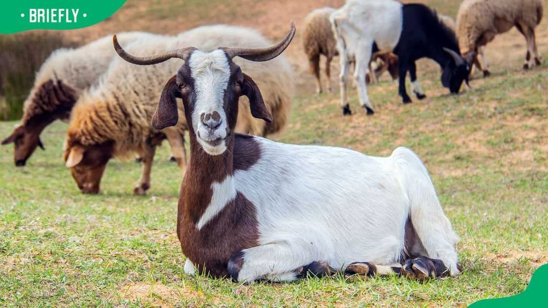 Kalahari Red goat price in South Africa Kalahari Red goat price in South Africa