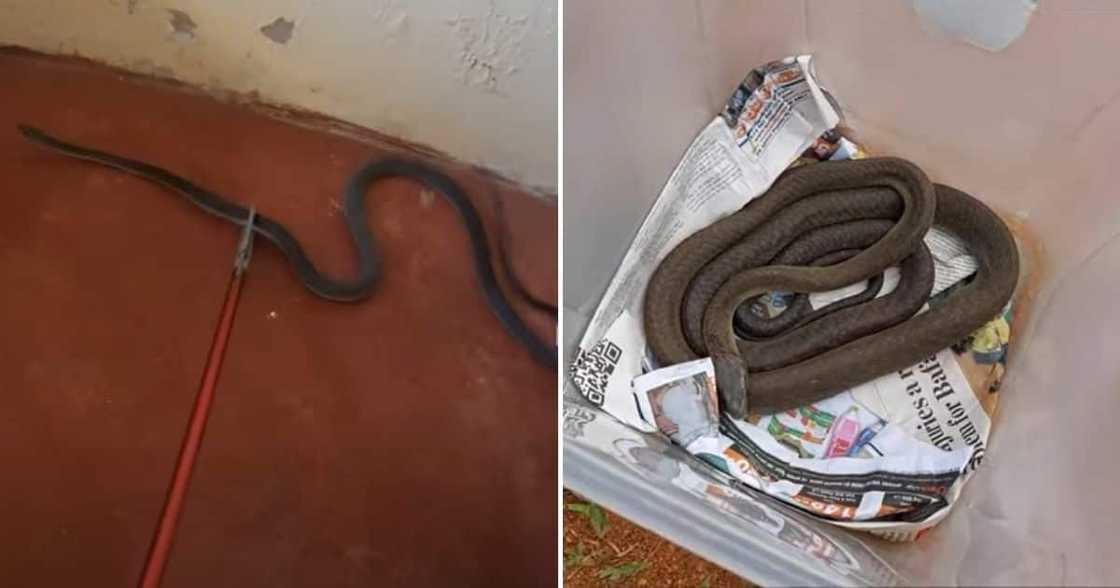 Snake Rescuer, Nick Evans, Black Mamba, Inanda