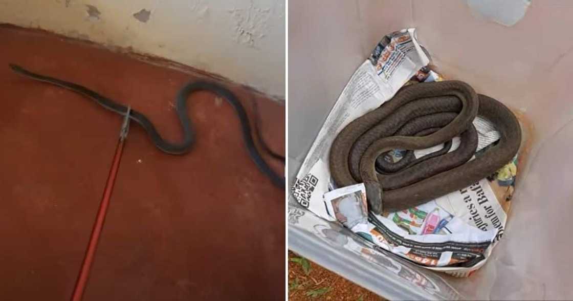 Snake Rescuer, Nick Evans, Black Mamba, Inanda Snake Rescuer, Nick Evans, Black Mamba, Inanda