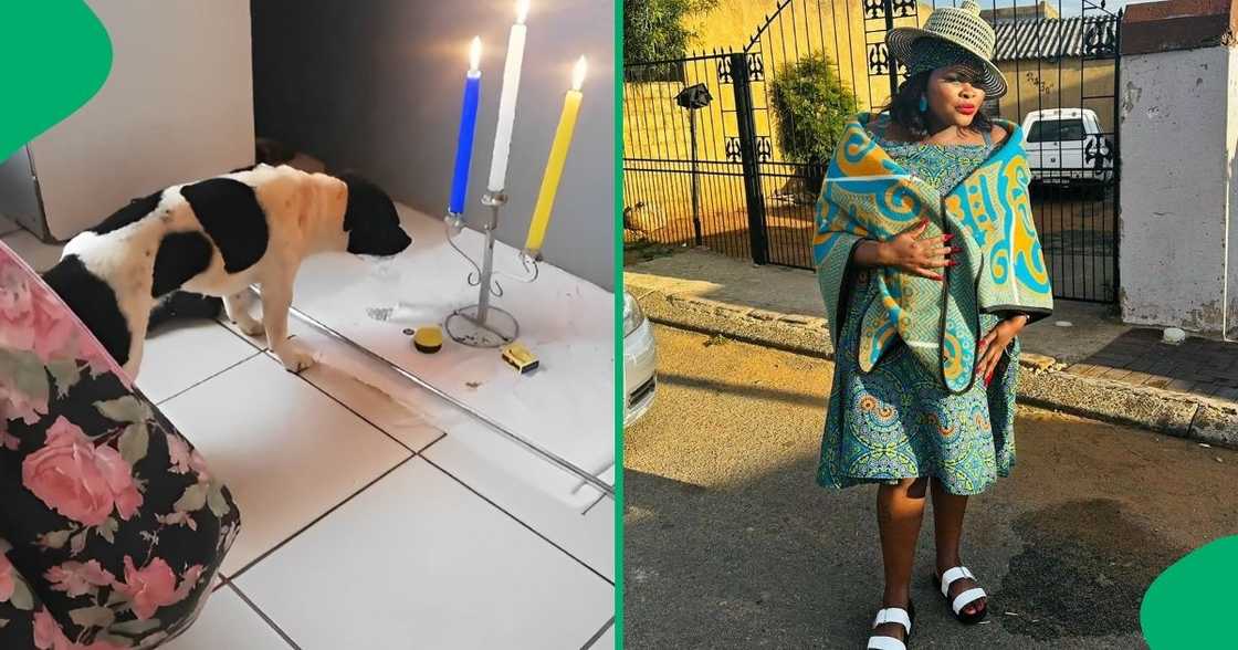 A woman hilariously caught her dog drinking her prayer water. A woman hilariously caught her dog drinking her prayer water.