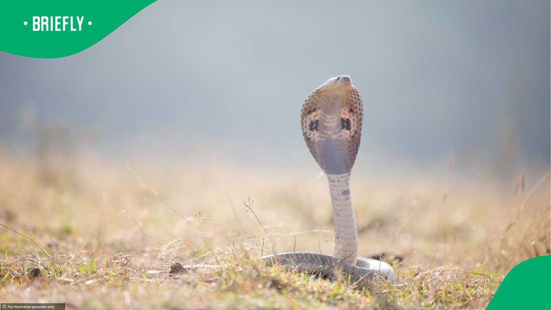 Cobra runs into cyclist