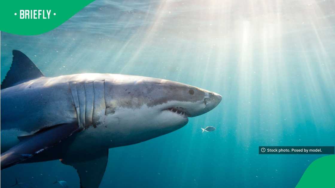 A great white shark patrolled the deep blue ocean as it tilted its body upward while showcasing its sharp rows of teeth A great white shark patrolled the deep blue ocean as it tilted its body upward while showcasing its sharp rows of teeth