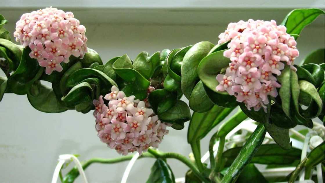 The Hoya Carnosa Compacta plant The Hoya Carnosa Compacta plant