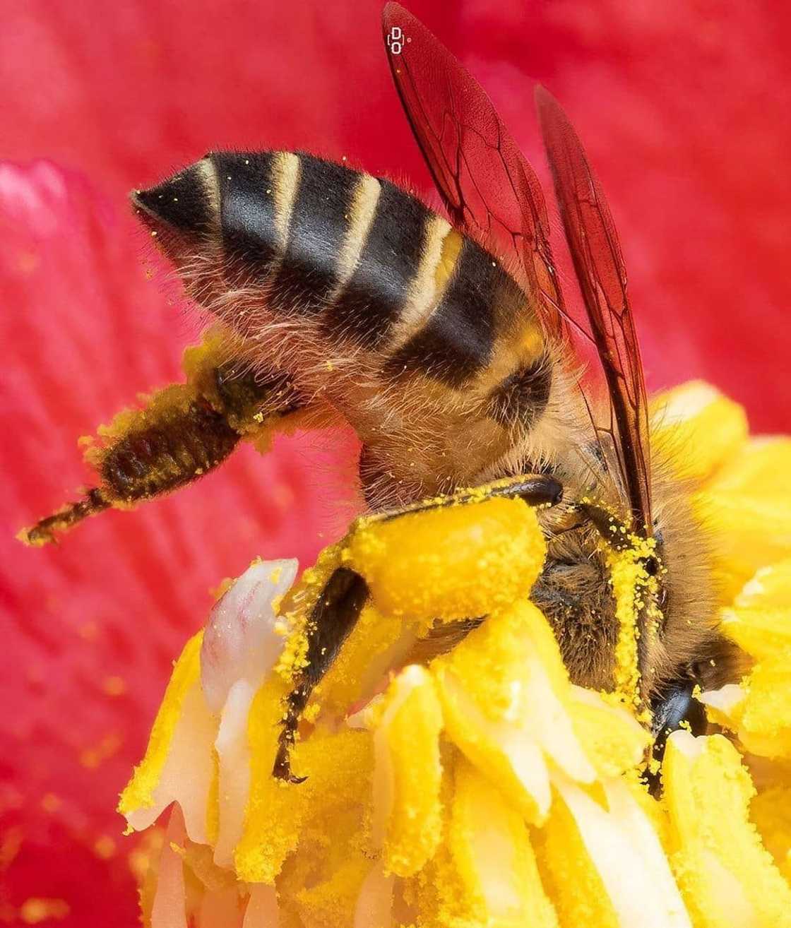 World's most dangerous animals in the world | Top 25 list World's most dangerous animals in the world | Top 25 list