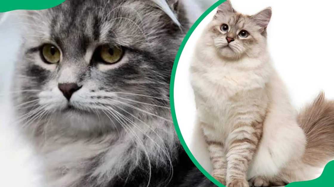 Siberian cat breed Siberian cat breed