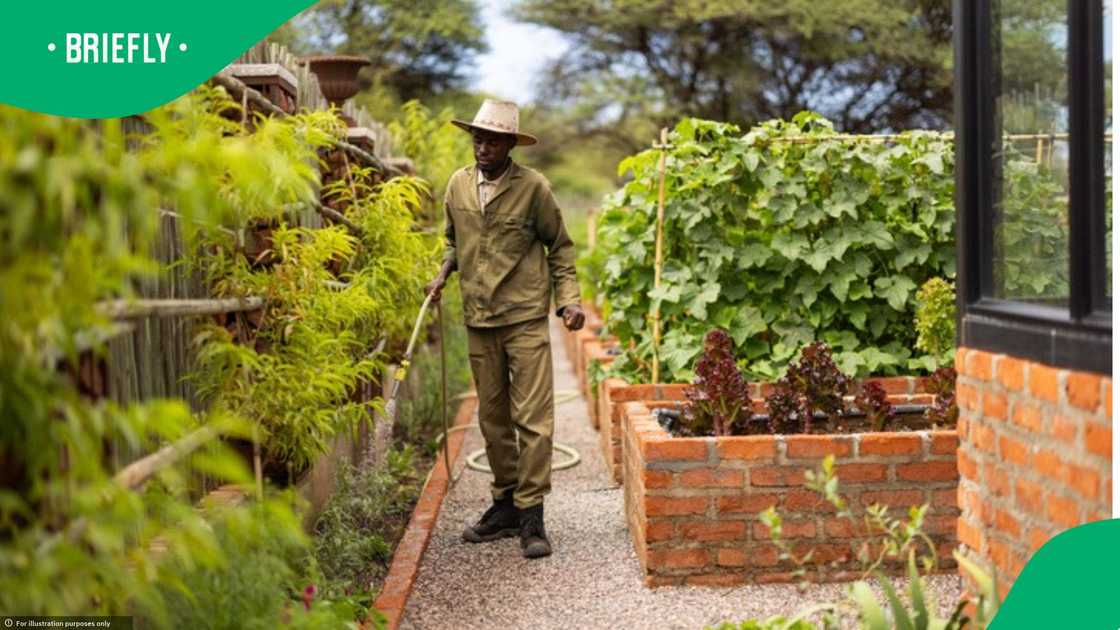 Jerry, Tys, and James Tjale, the founders of Bokamoso Farmers' Academy in Limpopo, trained many farmers