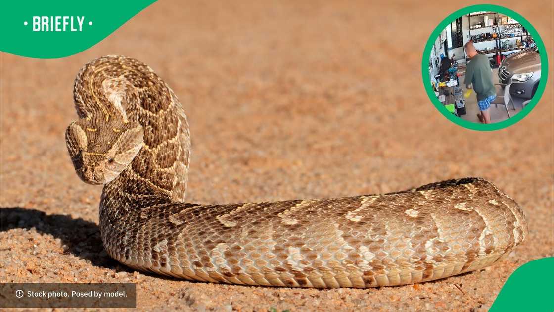 A man found a puff adder in his garage.