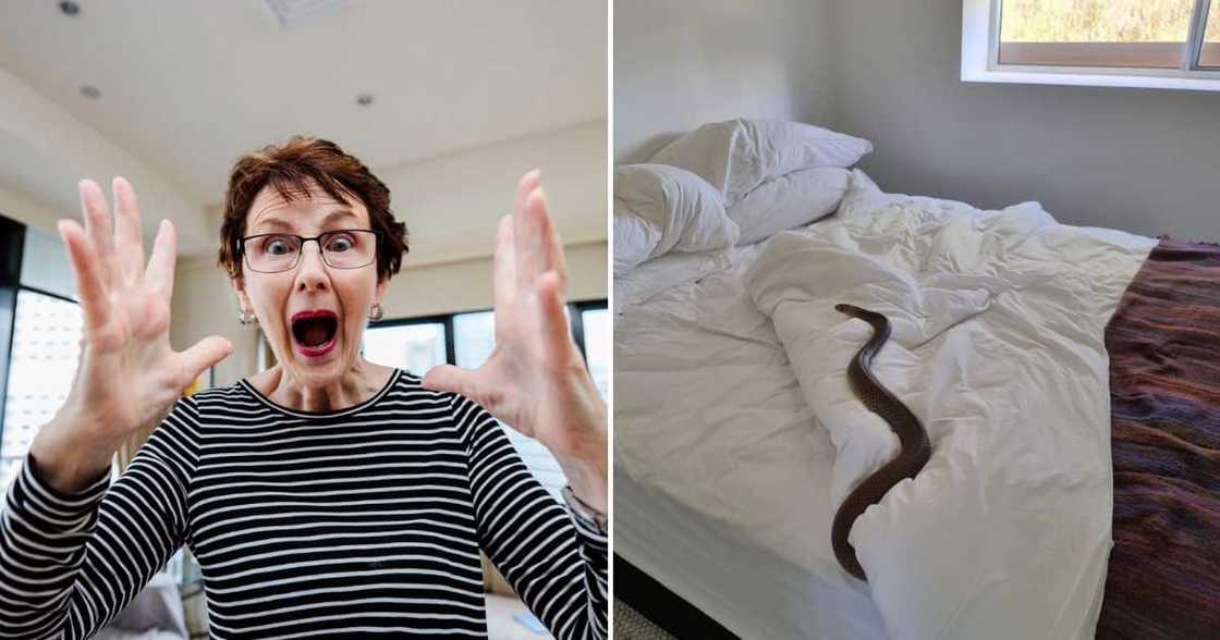 Eastern Brown Snake in Australian woman's bed Eastern Brown Snake in Australian woman's bed
