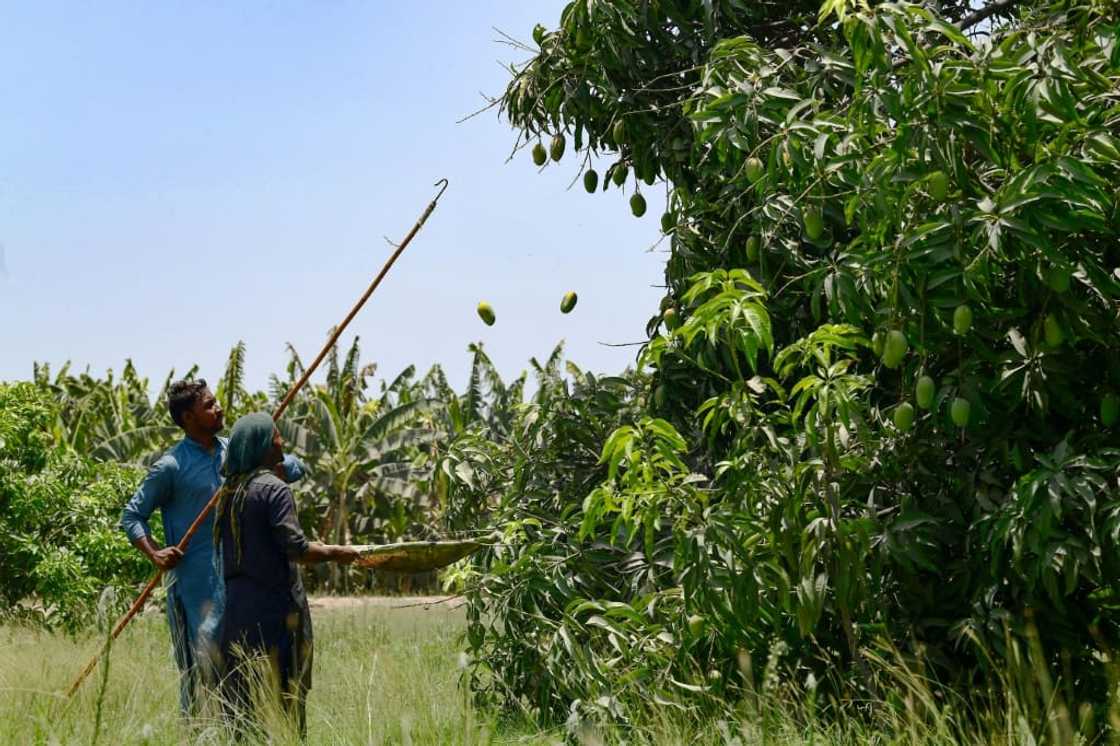 The income loss from a poor mango harvest could have a significant impact on Pakistan, where agriculture accounts for almost a quarter of the GDP The income loss from a poor mango harvest could have a significant impact on Pakistan, where agriculture accounts for almost a quarter of the GDP