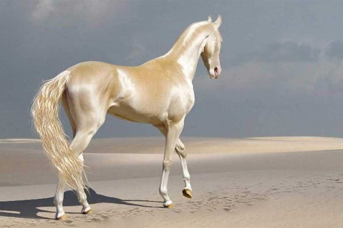 What is the most expensive horse in the world 2021? What is the most expensive horse in the world 2021?