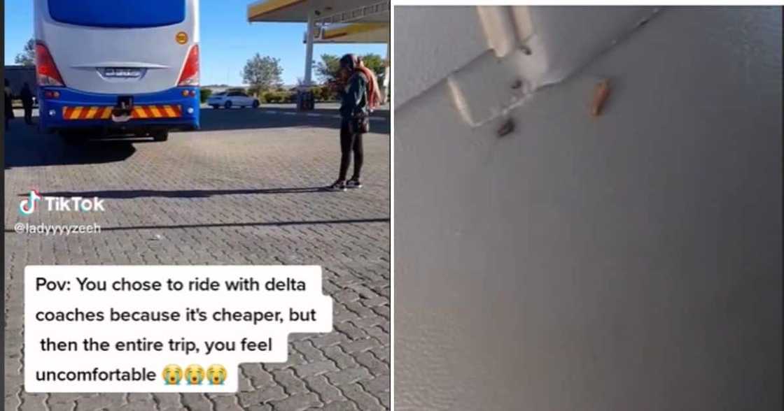 Roaches on the bus Roaches on the bus