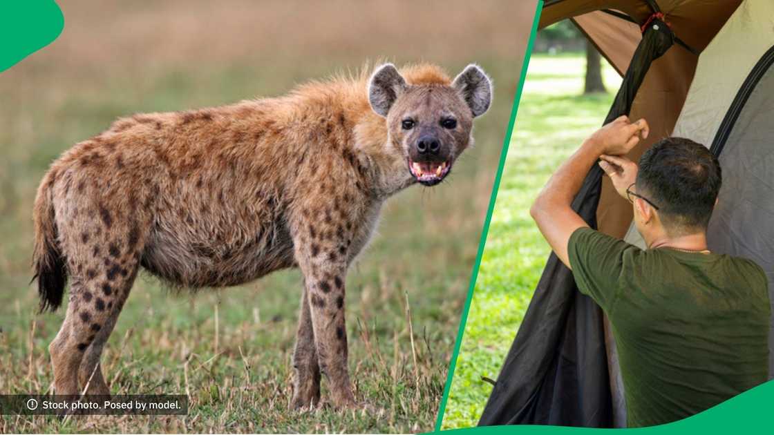 Hyena attacks second man at Cape Vidal Hyena attacks second man at Cape Vidal