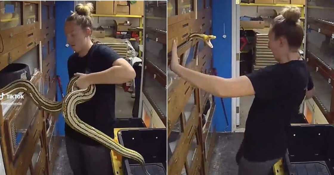 Woman swears at snake Woman swears at snake