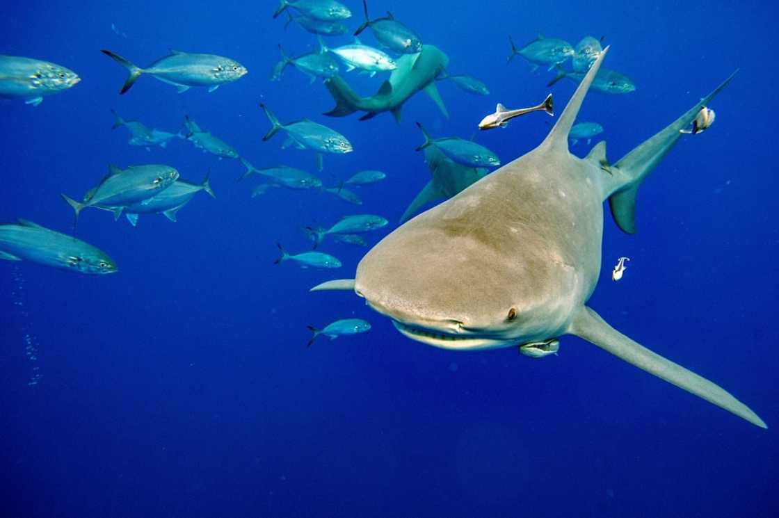 Sharks were the star of the CITES summit Panama, which approved the protection of more than 50 species Sharks were the star of the CITES summit Panama, which approved the protection of more than 50 species