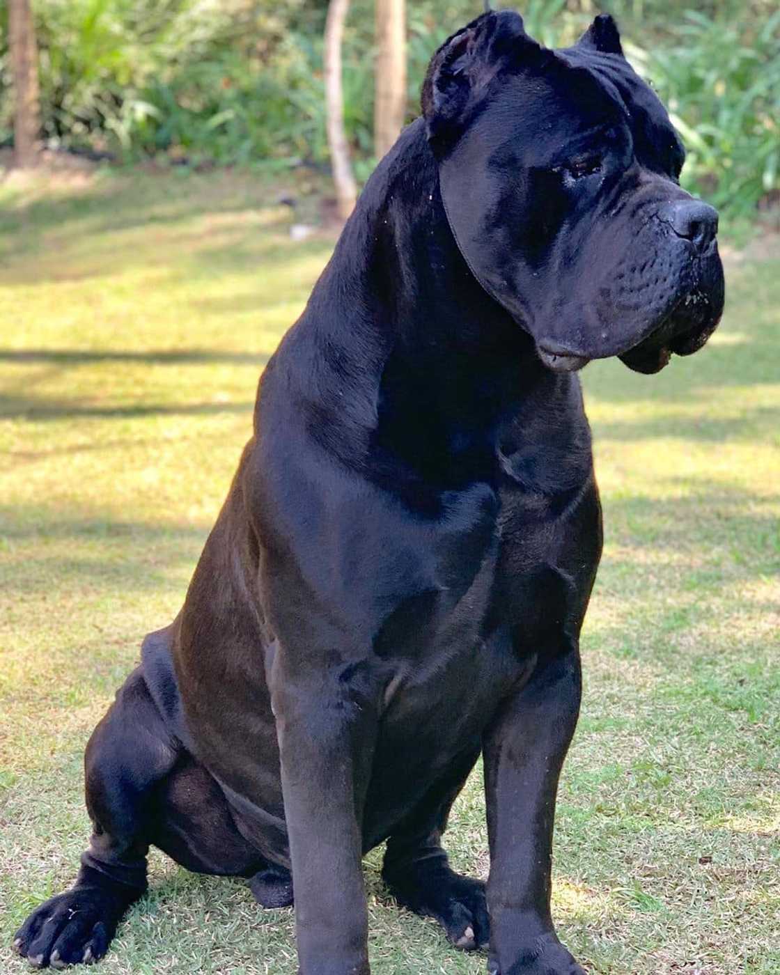 types of dogs types of dogs