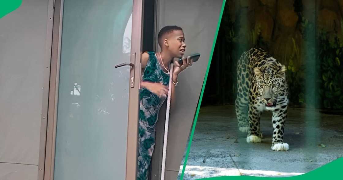 Leopard escapes cage and invades visitors Leopard escapes cage and invades visitors